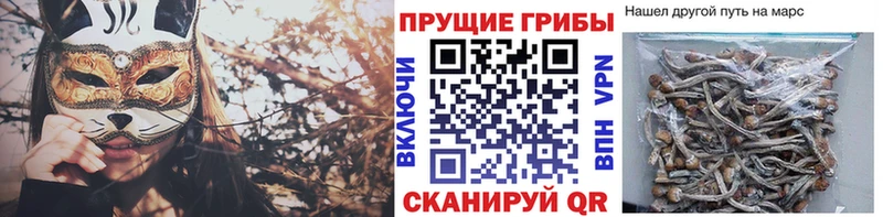дарнет шоп  Малаховка  Галлюциногенные грибы мицелий 